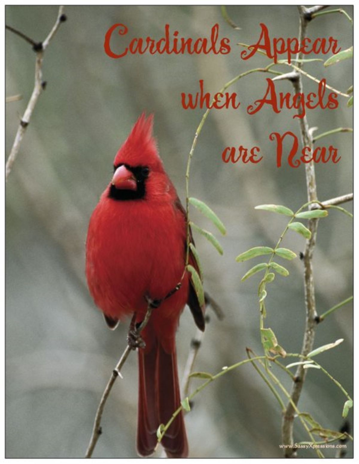 Cardinals Appear Magnet